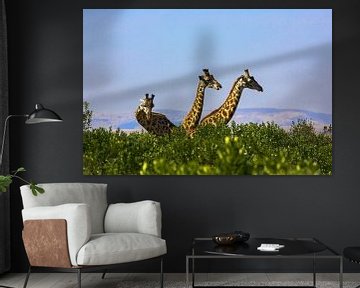 3 giraffen