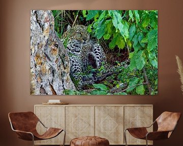 Luipaard in de bush van Peter Michel