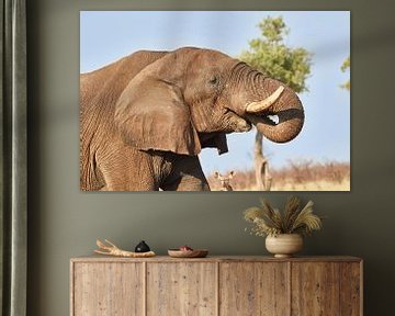Drinkende Afrikaanse olifant van Jolene van den Berg