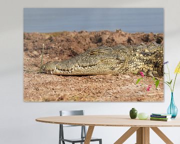 Crocodile sur Jolene van den Berg