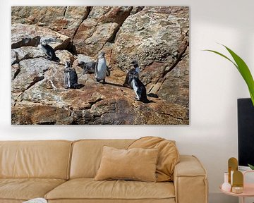 African penguins by Jolene van den Berg