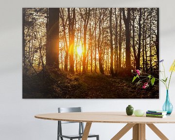 sun shines low through the trees