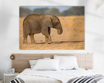 foeragerende olifant van Peter Michel