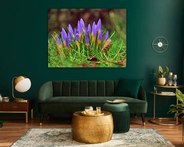 Crocuses