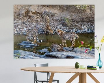 4 cheetahs a. water van Peter Michel