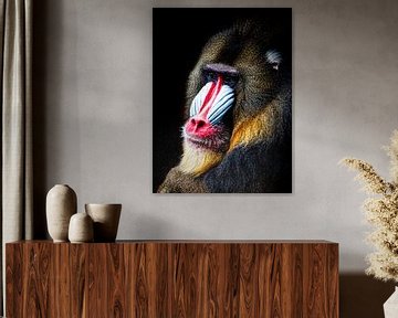 Mandrill von Scholtes Fotografie