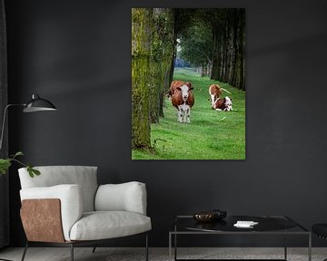 Koeien van Scholtes Fotografie