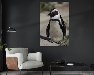 Jackass Penguin (Spheniscus demersus) by Dirk Rüter