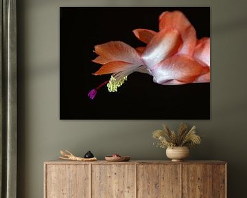 Flower of Schlumbergera by Katrin May