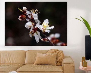 Almond Blossom by Jan Katuin