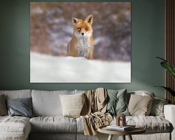 Un renard dans la neige sur Patrick van Bakkum