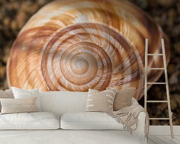 shell by Klaartje Majoor