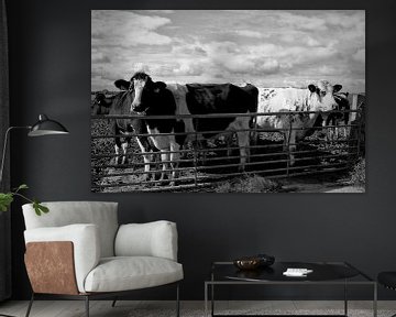 Westfriese koeien van Harry Kool