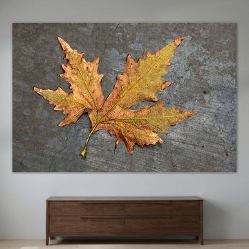 Autumn leaves in the rain on grey concrete.