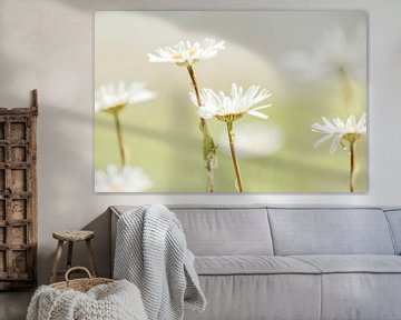 Weiche Gänseblümchen, weiße Blüten von KB Design & Photography (Karen Brouwer)
