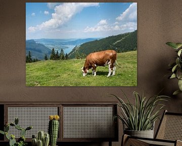 Koe op een bergweide in het Salzkammergut van Animaflora PicsStock