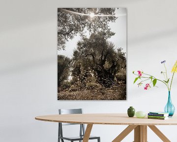 Oude olijfbomengaard in de zon van Susanne Pieren-Canisius