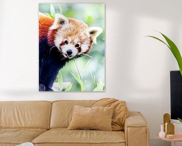 Rode panda van Scholtes Fotografie