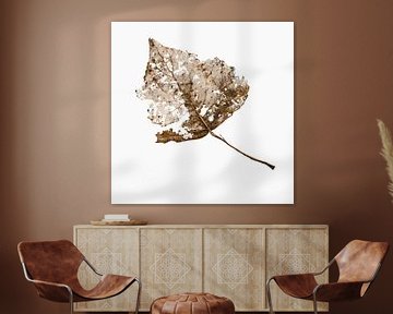 leaf skeleton by Marjan Versluijs