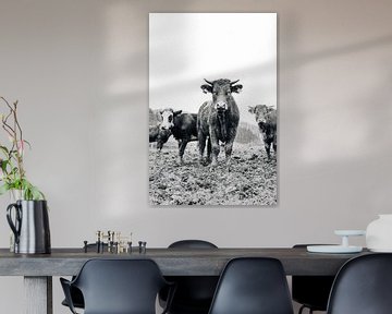 Koeien in Weiland (zwart-wit) 001 van Quinten Tolboom