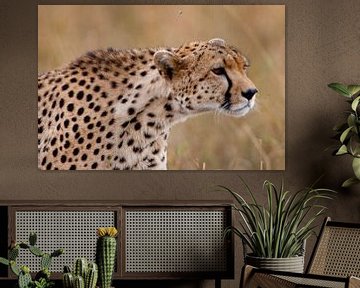 Cheetah in hinderlaag van Peter Michel
