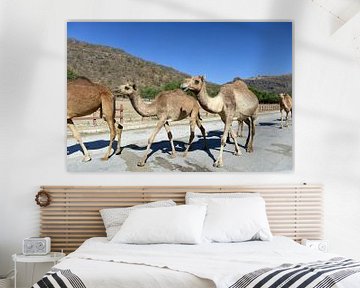 Jonge kamelen van Alphapics