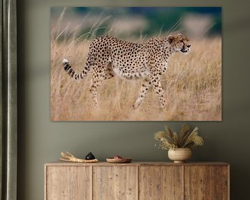 Cheetah op komst van Peter Michel