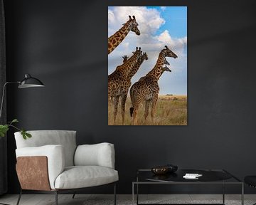 Masai giraffen