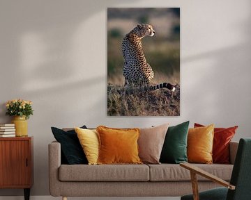 Cheetah in de ochtendzon van Peter Michel