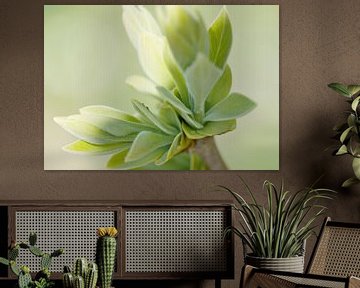 grünes Blatt am Apfelbaum im Frühling von Ilo.Auge