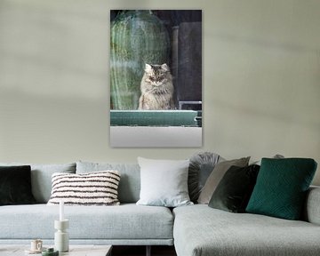 Chat de fenêtre persan sur Tot Kijk Fotografie: natuur aan de muur