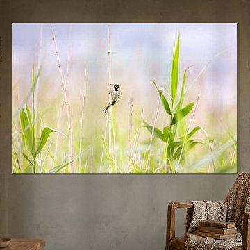 Oiseau dans le roseau