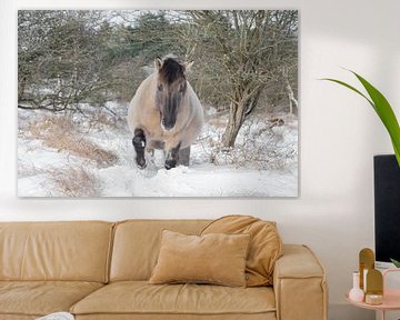 Konik im Wintermantel von Leendert Noordzij Photography