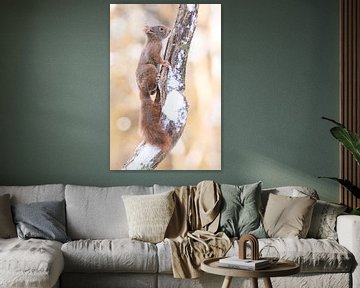 Eekhoorntje op besneeuwde tak van Cindy Van den Broecke