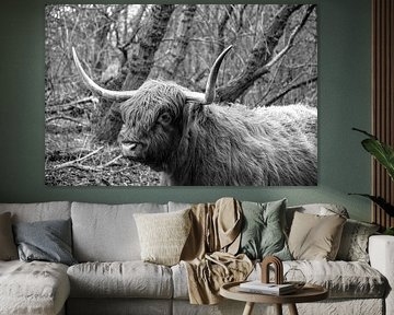 Scottish Highlander, looks ahead