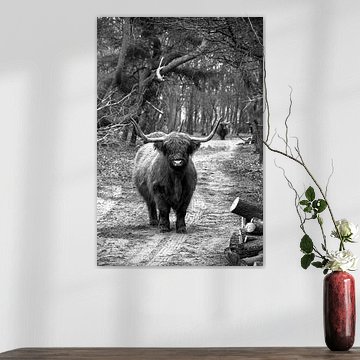 Scotch Highlander, hier bin ich.