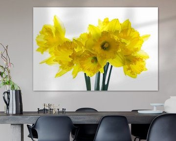 yellow daffodils in front of white by Dörte Bannasch