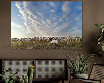 Schapen op de uitkijk. van Henri Boer Fotografie