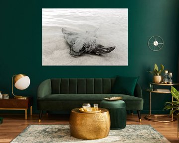 Een pijlstaartrog zwemt langs de kust in Australië. van Coos Photography