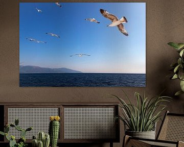 Des mouettes dans un ciel bleu, au-dessus de la mer Égée en Grèce.