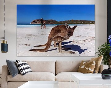 Kangoeroe op een wit strand in West-Australië van Coos Photography