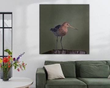 Black-tailed godwit by Emmy Van der knokke