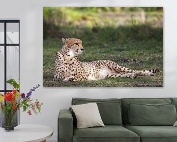 Gepard (Acinonyx jubatus von Dirk Rüter