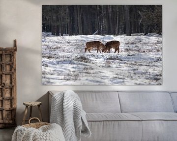 Tauros in the woods and snow by Tanja van Beuningen