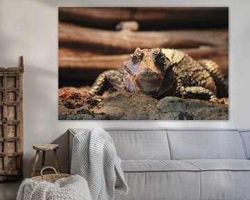 crocodile