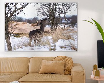 Fallow deer with antlers in the snow by Anne Zwagers