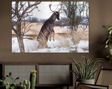 Prancing fallow deer with antlers in the snow by Anne Zwagers