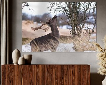 Brown fallow deer with antlers in the snow by Anne Zwagers