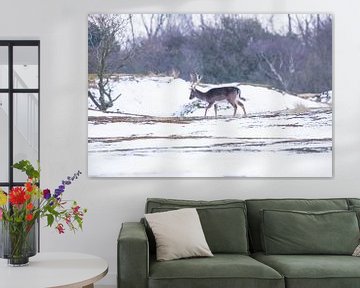 Fallow deer with antlers in the snow by Anne Zwagers