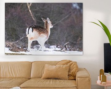 Fallow deer running in the snow by Anne Zwagers